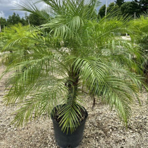 Phoenix Palm