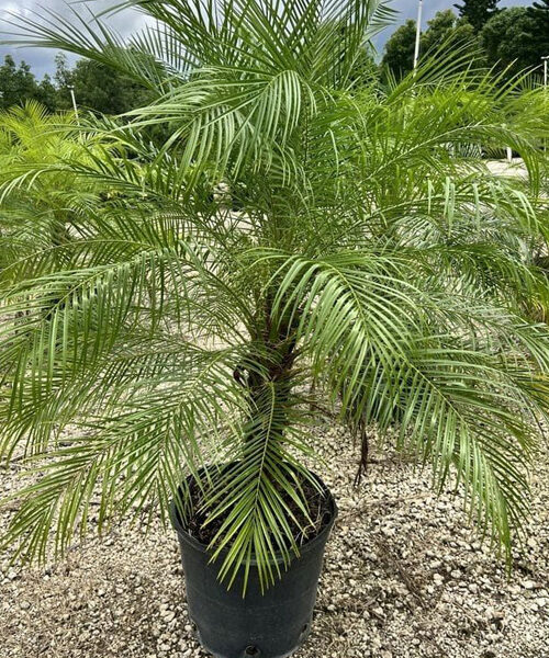Phoenix Palm