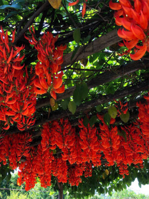 Red Jade vine