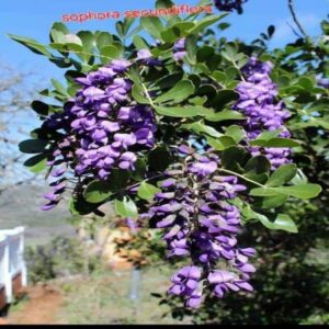 Saphora