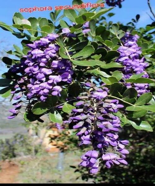 Saphora