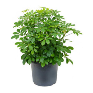 Schephlera 2 varieties