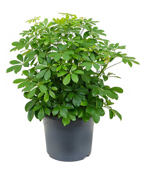 Schephlera 2 varieties