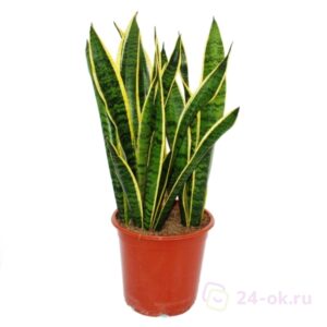 Snake plants