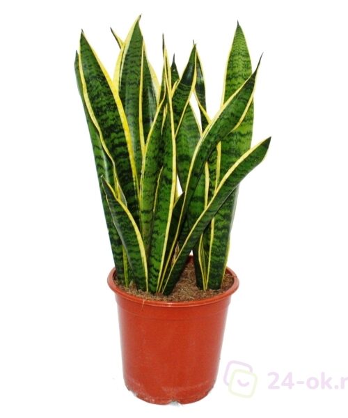 Snake plants