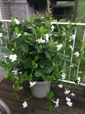 Sonia vine