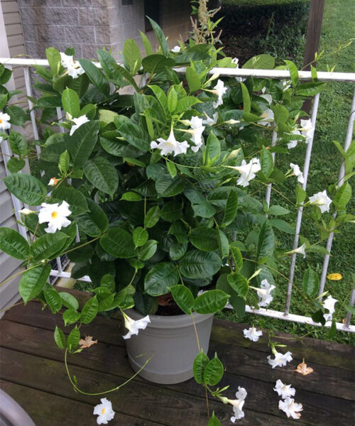 Sonia vine
