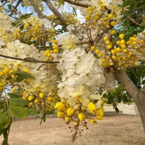 White Amaltaas