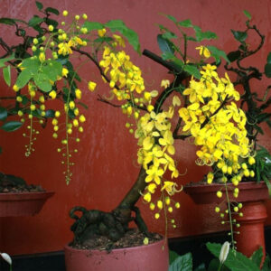 Yellow Amaltaas