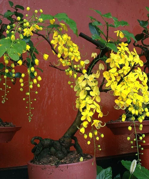 Yellow Amaltaas