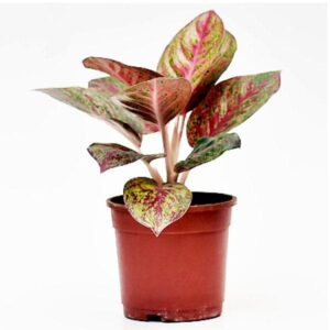 Aglaonema - Image 2