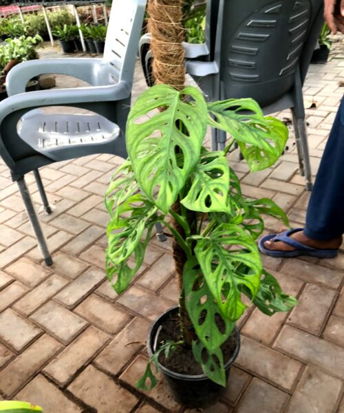 Broken leave