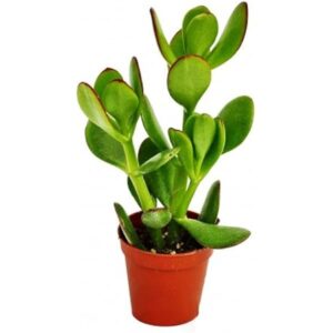 jade plant