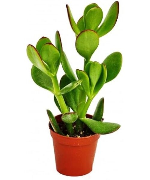 jade plant