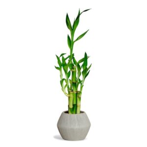 lucky bamboo