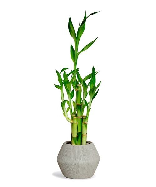 lucky bamboo