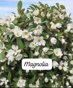 Magnolia white