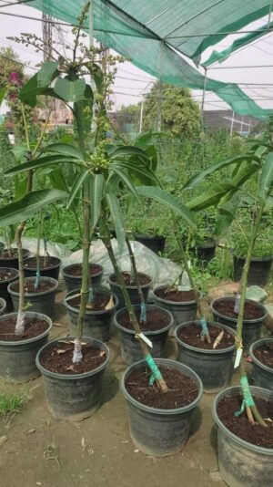 Desi Mango
