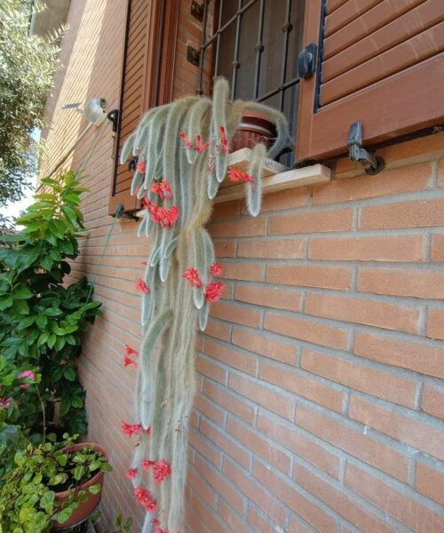 Monkey tail cactus