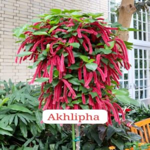 Akhlipha
