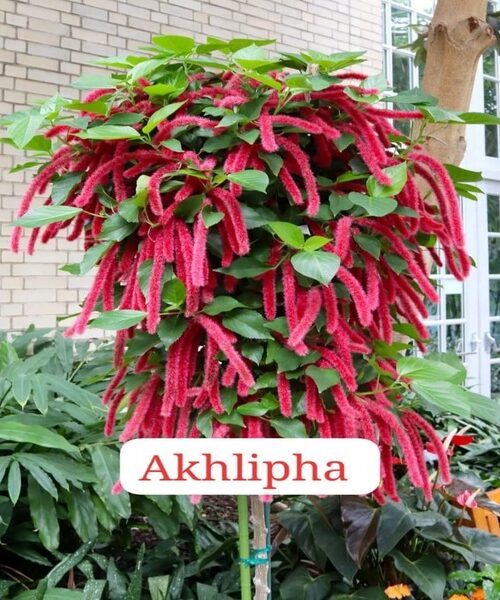 Akhlipha
