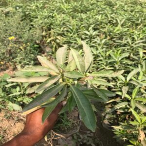 Alstonia