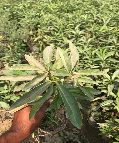 Alstonia