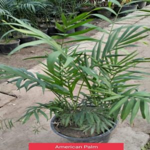 American palm