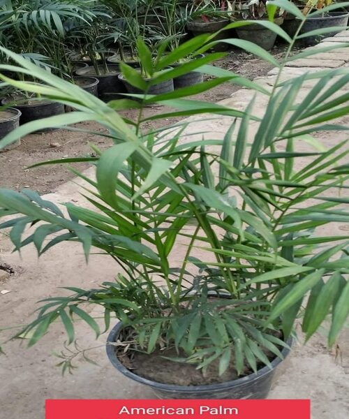 American palm