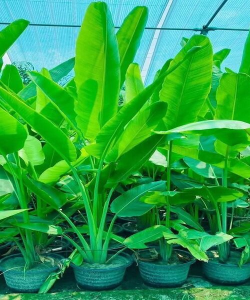 Banana palm