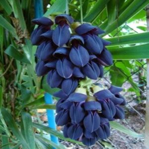 Black jade vine