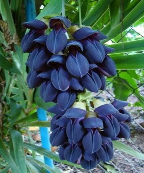 Black jade vine