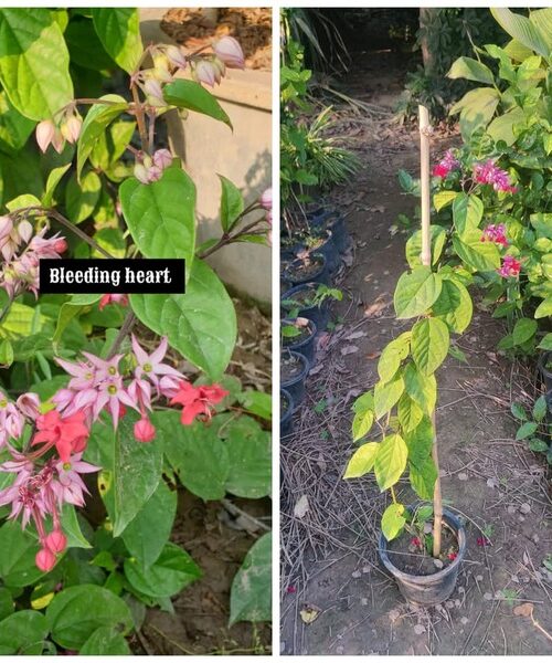 Bleeding heart pink