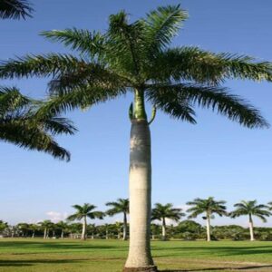 Royal Palm