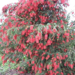 Bottle brush