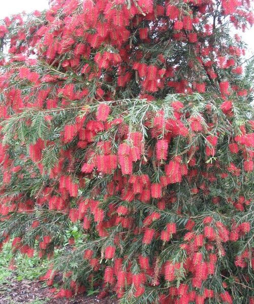 Bottle brush