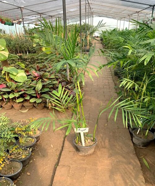Can palm