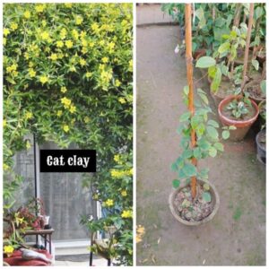 Cat Clay