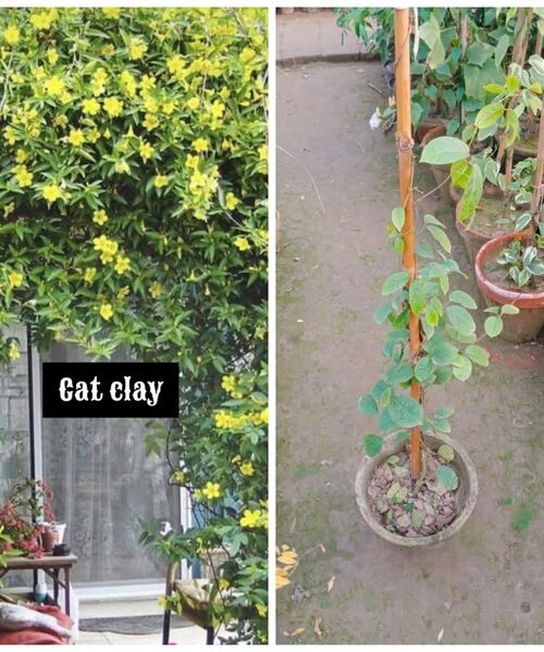 Cat Clay