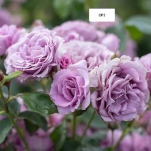 David Austin - Image 20