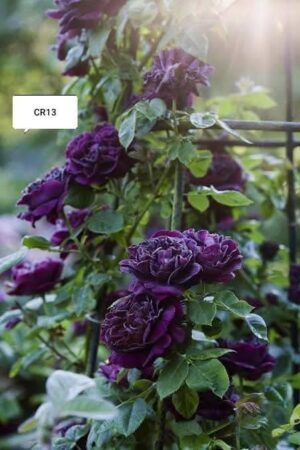 David Austin - Image 10