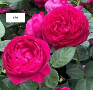 David Austin - Image 12