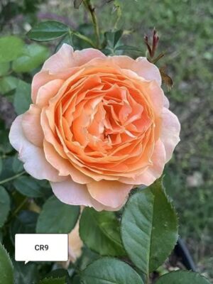 David Austin - Image 15