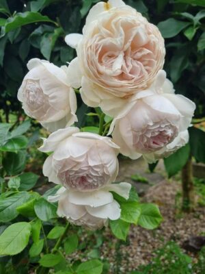 David Austin - Image 16