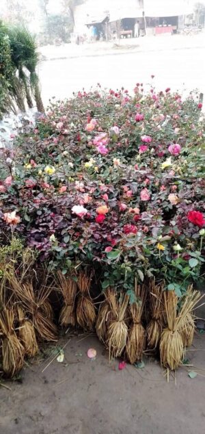 David Austin - Image 17