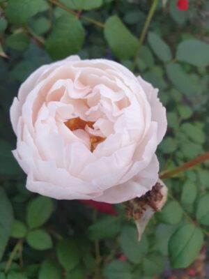 David Austin - Image 18