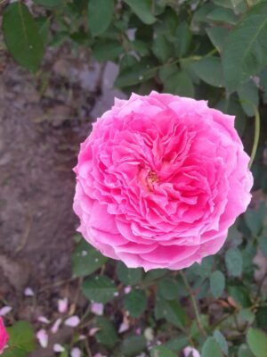 David Austin - Image 19