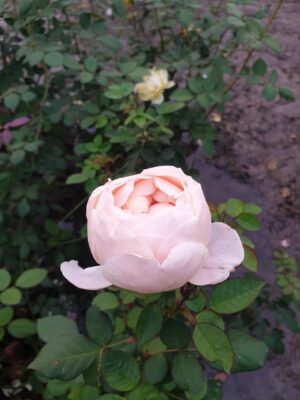 David Austin - Image 7