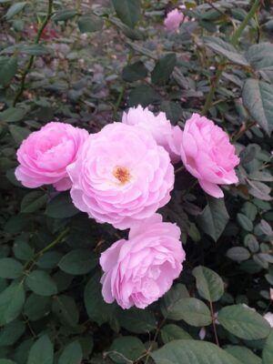 David Austin - Image 6