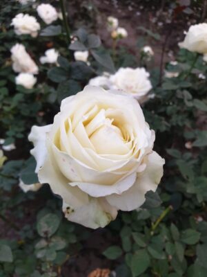 David Austin - Image 3